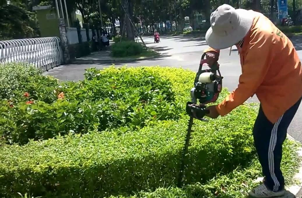 Quy trình cắt tỉa cây xanh ở Tân Trụ Long An