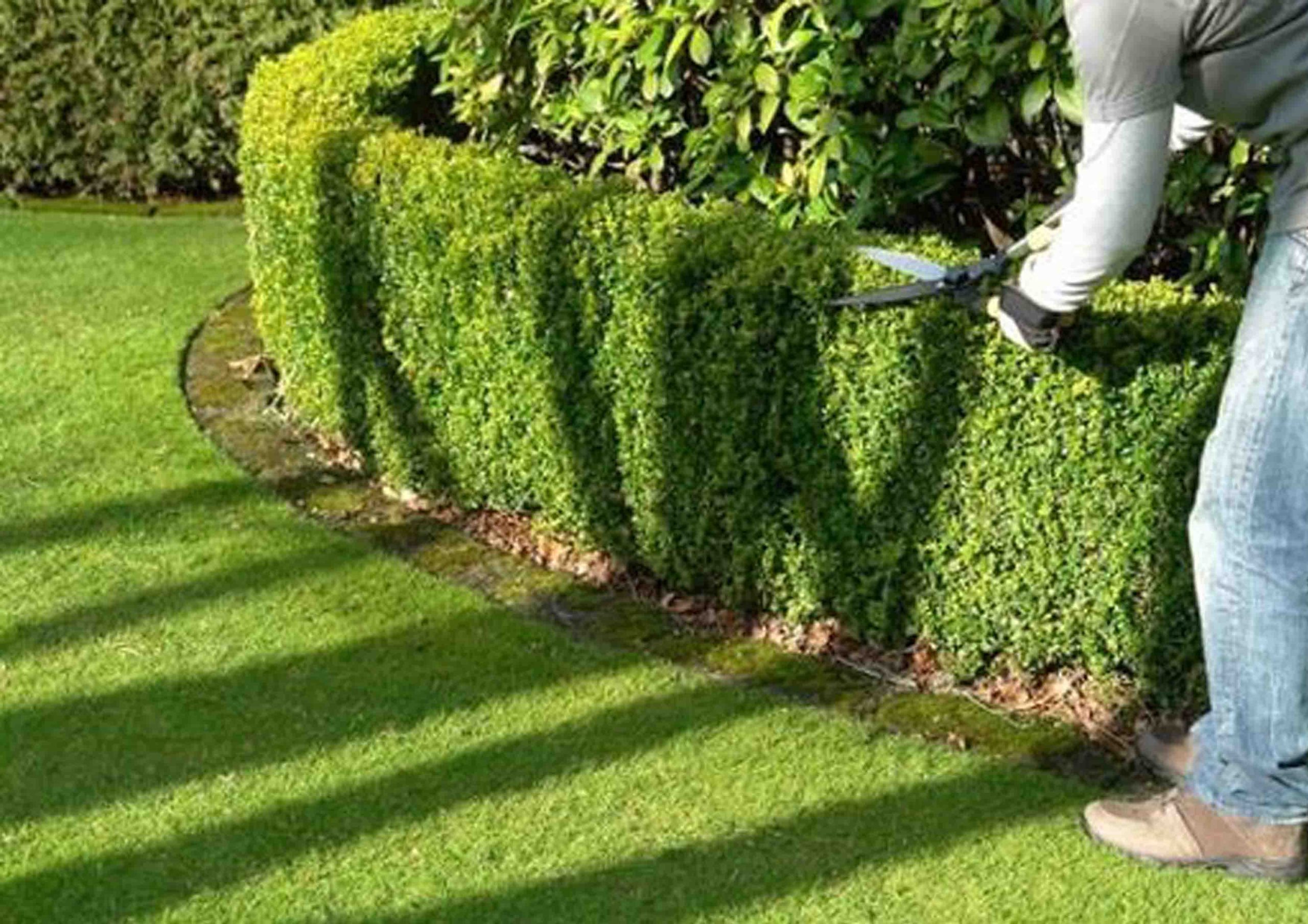 Dịch vụ cắt tỉa cây xanh ở Tân Trụ Long An chuyên nghiệp