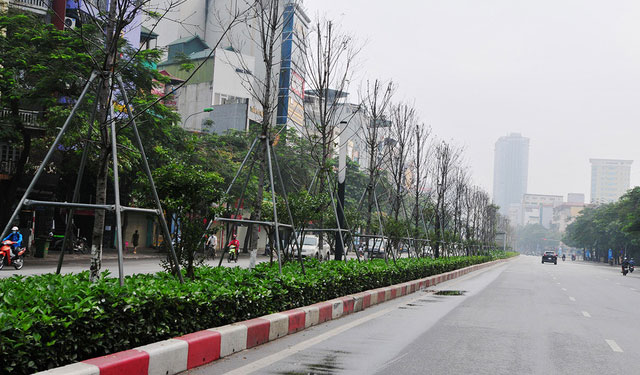 Tại sao nên sử dụng dịch vụ trồng cây xanh ở Đức Hoà Long An?