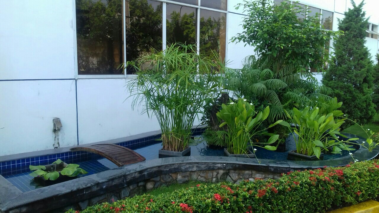 Dịch vụ thiết kế thi công cây xanh Tân Trụ Long An uy tín chất lượng