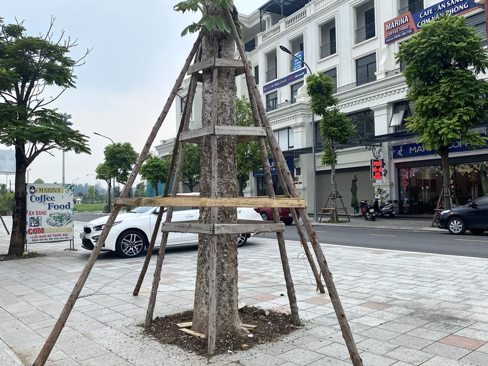 Hình thức trồng cỏ được áp dụng hiện nay