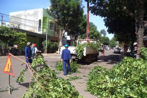 Đơn vị chuyên cắt tỉa cây xanh ở Đức Huệ Long An