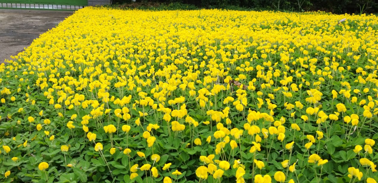 Các loại cỏ được trồng phổ biến