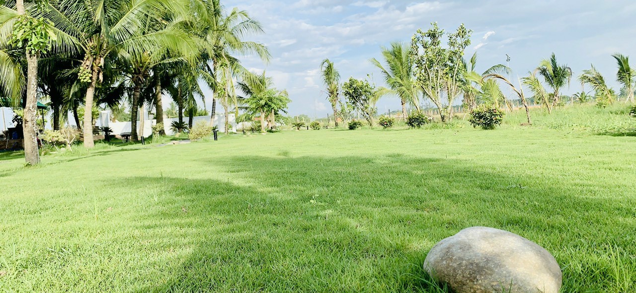 Đơn vị trồng cỏ ở Đức Huệ Long An uy tín