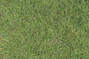 Đơn vị trồng cỏ ở Đức Huệ Long An chuyên nghiệp