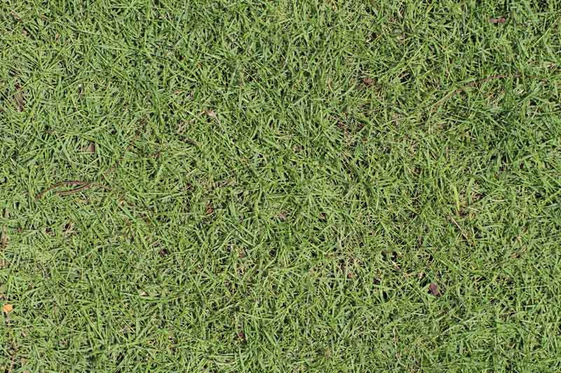 Đơn vị trồng cỏ ở Đức Huệ Long An chuyên nghiệp