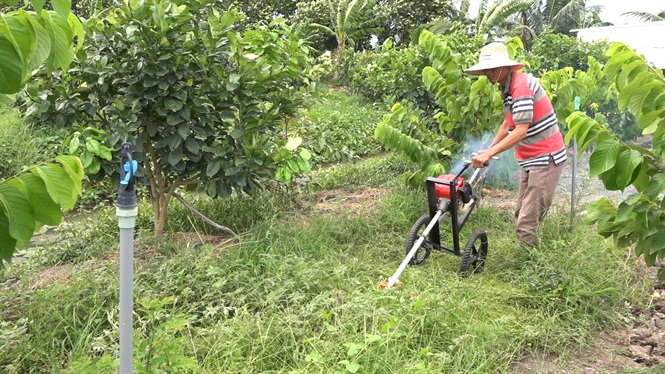 Dịch vụ phát hoang cỏ dại Đức Hoà Long An chuyên nghiệp