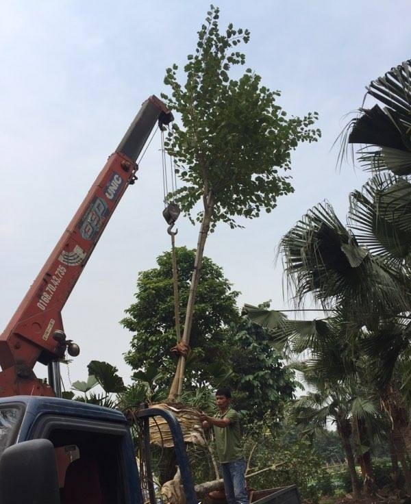 Lợi ích của dịch vụ trồng cây xanh