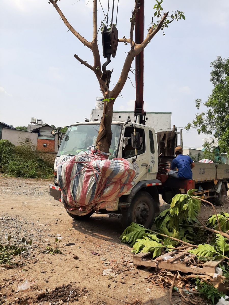 Dịch vụ trồng cây xanh ở Đức Huệ Long An uy tín chất lượng