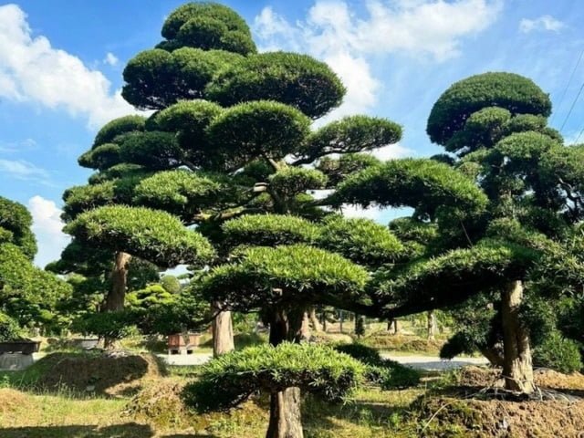 Dịch vụ trồng cây xanh ở Đức Huệ Long An chuyên nghiệp