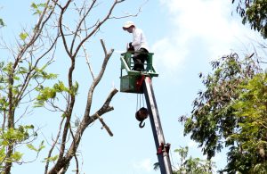 Đơn vị chuyên cắt tỉa cây xanh ở Thạnh Hóa chuyên nghiệp