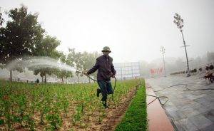 Công ty chăm sóc cây xanh ở Đức Hòa chất lượng