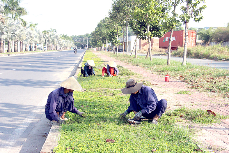 Quy trình chăm sóc cây xanh Lộc Nguyên được tiến hành như thế nào