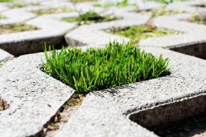 Đơn vị trồng cỏ ở Thạnh Hóa Long An chất lượng cao