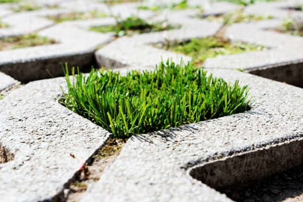 Đơn vị trồng cỏ ở Thạnh Hóa Long An chất lượng cao