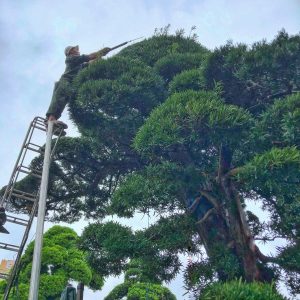 Đơn vị chuyên chăm sóc cây xanh tại KCN An Nhật Tân