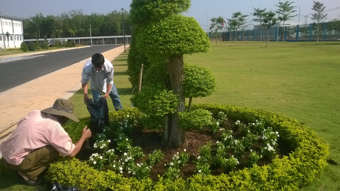 Dịch vụ chăm sóc cây xanh KCN An Nhật Tân mang đến nhiều ưu điểm vượt trội