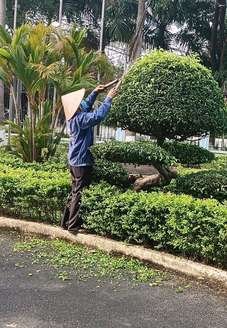 Lợi ích mà dịch vụ chăm sóc cây xanh KCN Đức Hòa mang đến