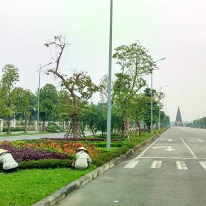 Đơn vị chuyên chăm sóc cây xanh ở Đức Huệ uy tín