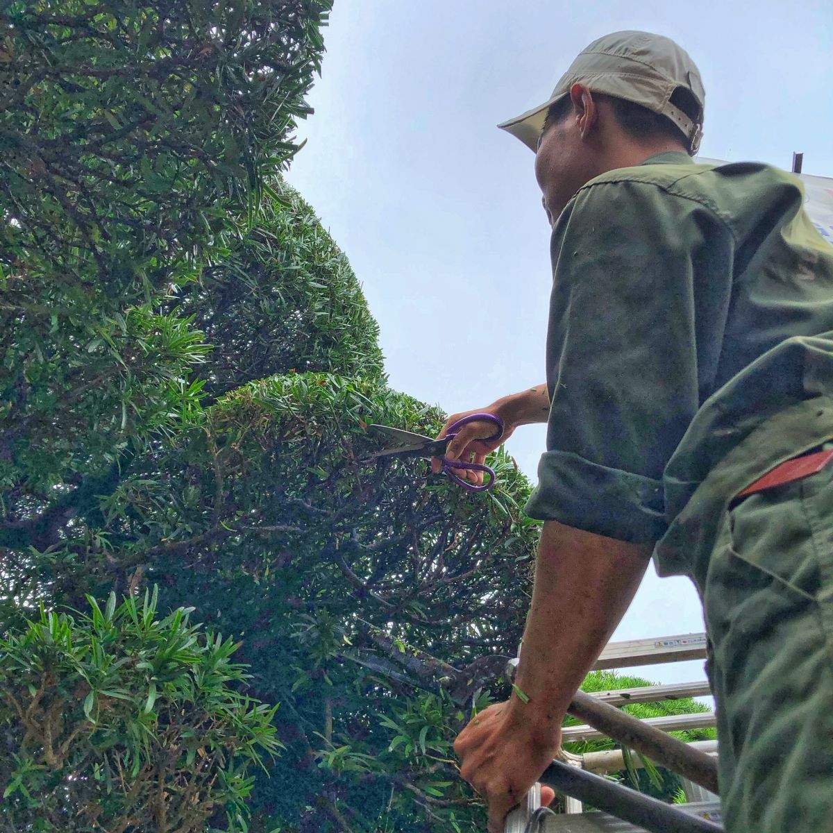 Khách hàng nên sử dụng dịch vụ chăm sóc cây xanh tại Thạnh Hóa của Lộc Nguyên