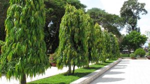 Địa chỉ chăm sóc cây xanh KCN Tân Đức uy tín nhất