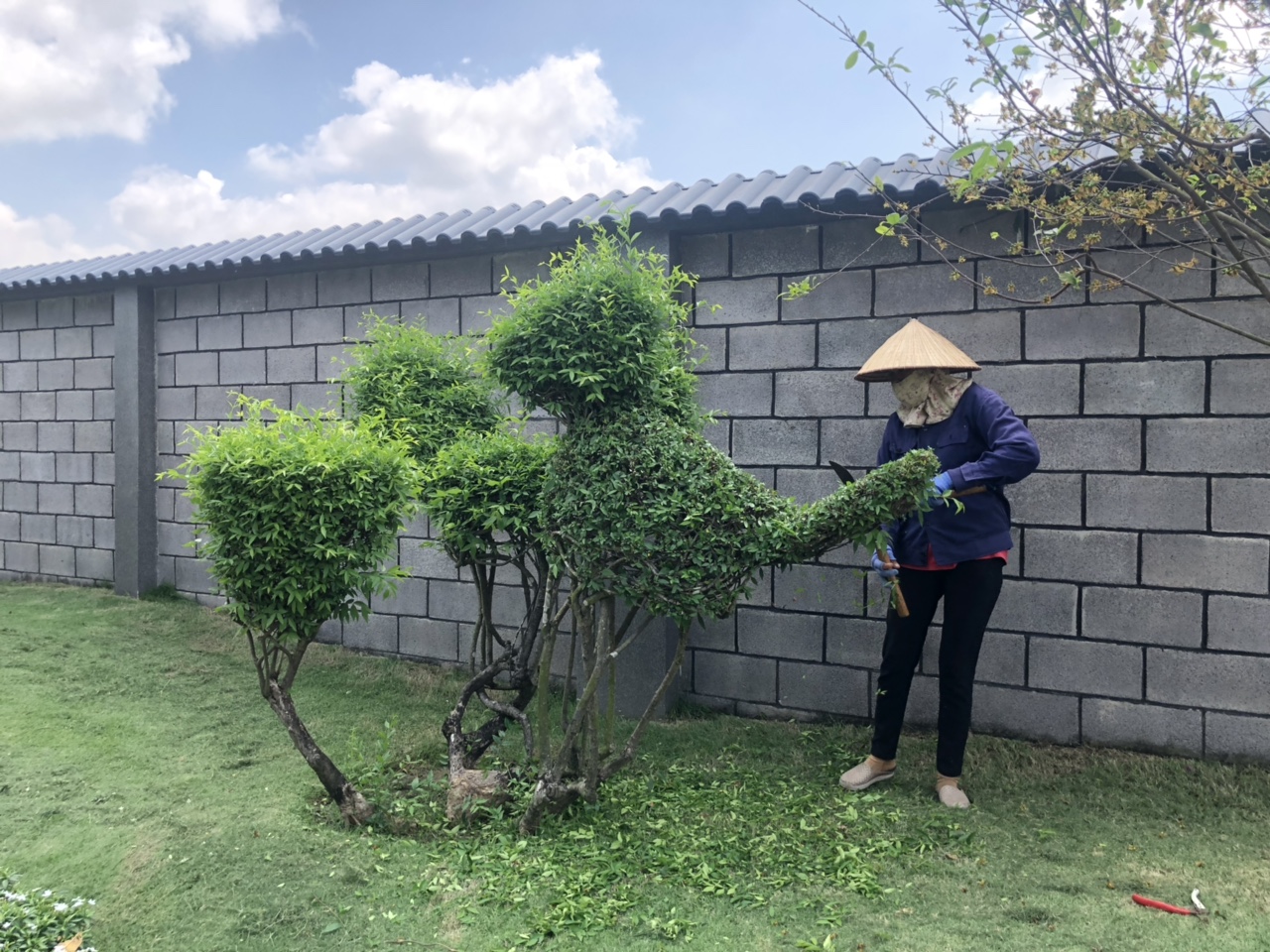 Những công việc chăm sóc cây xanh Lộc Nguyên thực hiện