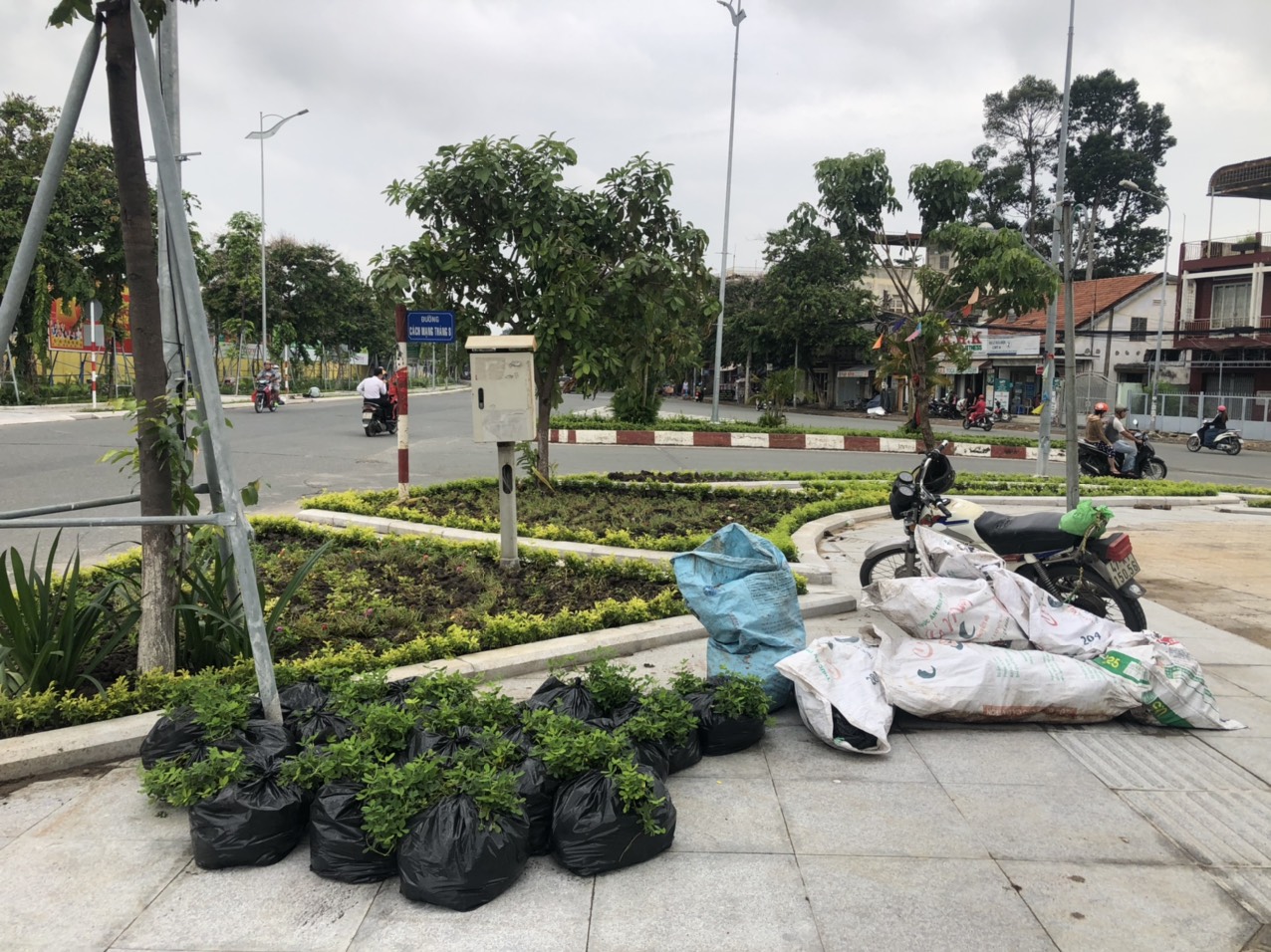 Quy trình chăm sóc cây xanh khách hàng cần biết