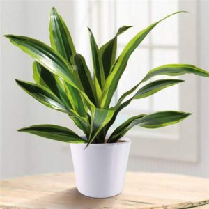 Cho thuê cây xanh văn phòng tại TPHCM giá rẻ - Đổi cây miễn phí