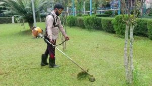 Dịch vụ cắt cỏ tại KCN Thái Hòa uy tín