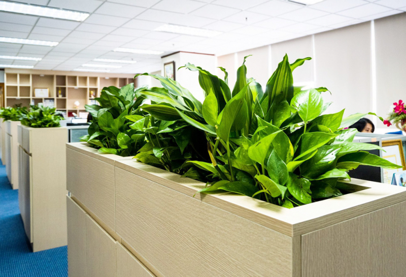 Dịch vụ cho thuê cây xanh văn phòng tại Tân Bình