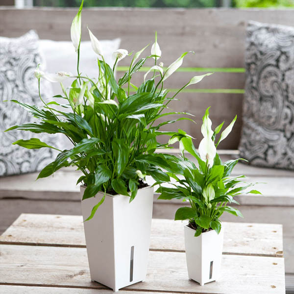 dịch vụ cho thuê cây xanh văn phòng ở TPHCM