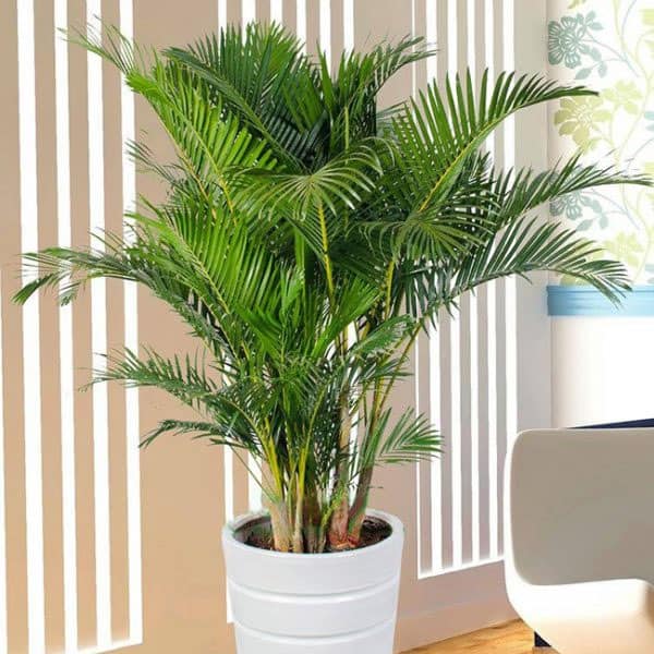 Cho thuê cây xanh văn phòng Quận 12 Thành phố Hồ Chí Minh