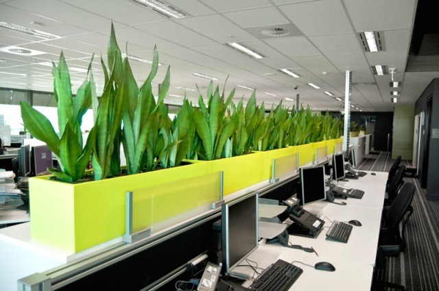 Tại sao dịch vụ cho thuê cây xanh văn phòng được ưa chuộng?