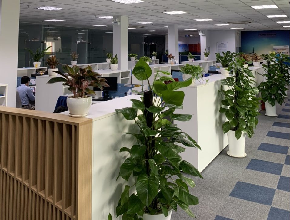 cho thuê cây xanh văn phòng TPHCM