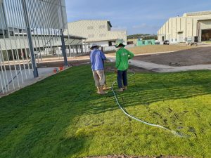 Dịch vụ trồng cỏ tại KCN Tân Thành chất lượng