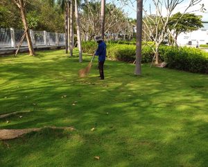 chăm sóc thảm cỏ KCN Đức Hòa Đông