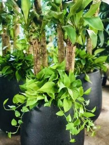 cung cấp cây cảnh tại Bình Tân