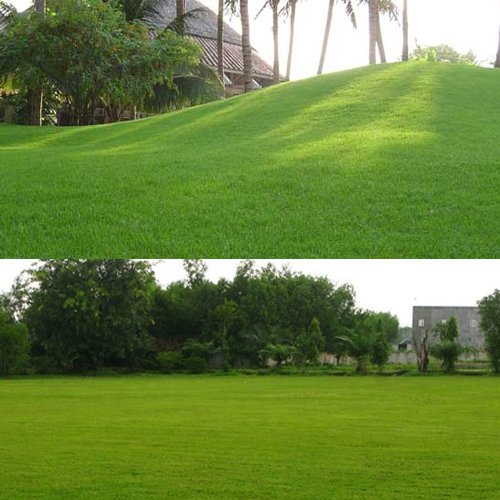 chăm sóc thảm cỏ KCN Đức Hòa Đông