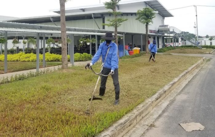 Đơn vị phát cỏ hoang tại TPHCM của Lộc Nguyên