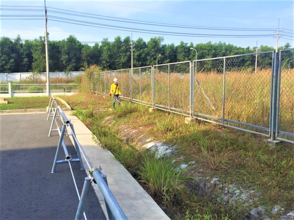 Đơn vị phát cỏ hoang ở TPHCM uy tín