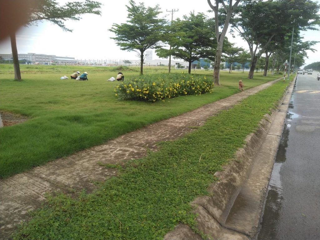 chăm sóc thảm cỏ KCN Thái Hoà