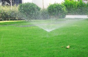 Chăm sóc thảm cỏ KCN Xuyên Á