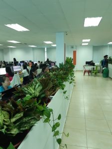 chăm sóc thảm cỏ KCN Tân Thành