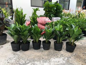 cho thuê cây cảnh văn phòng tại Tân An