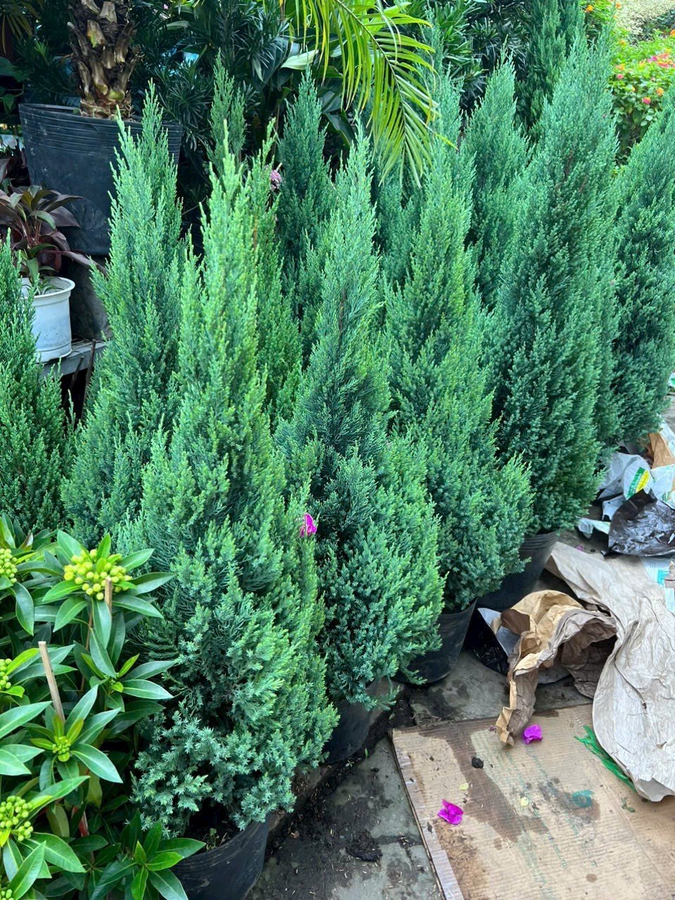 cung cấp cây xanh tại Long An