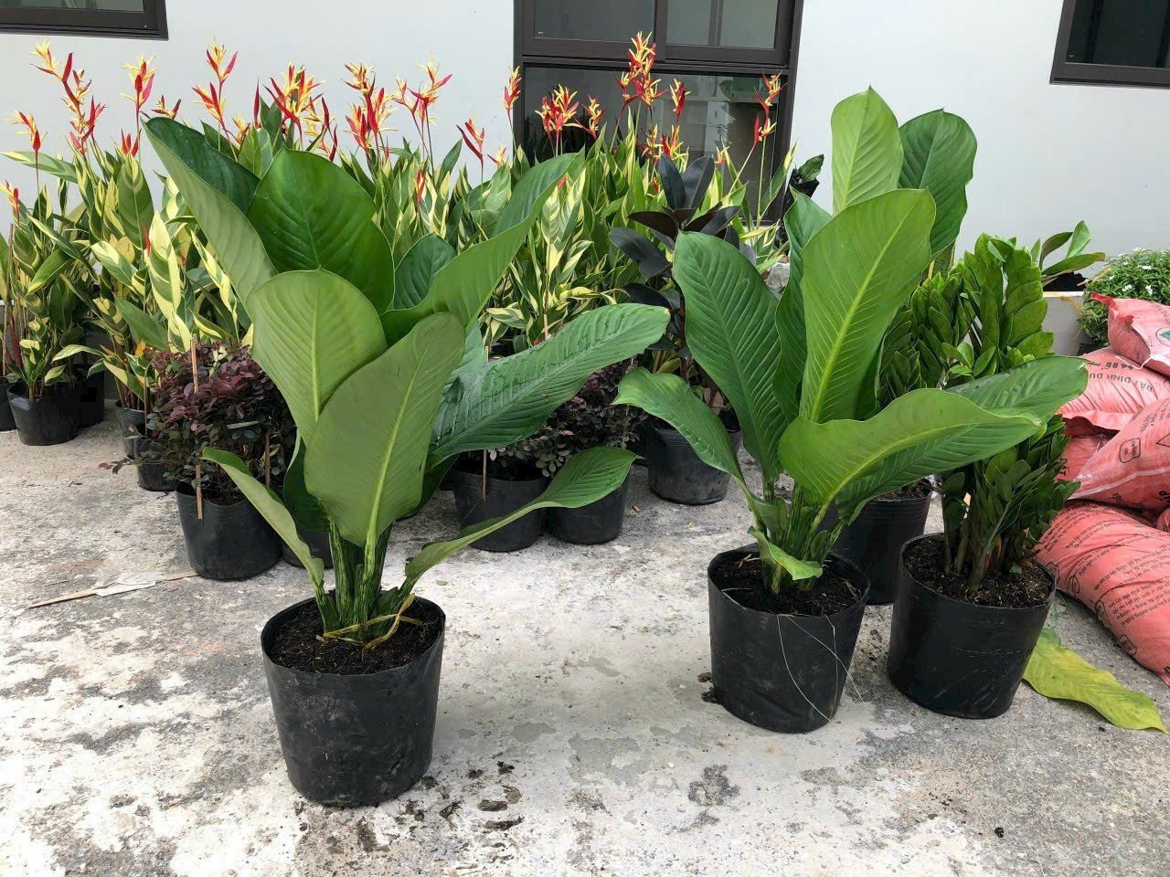 cung cấp cây xanh tại Long An