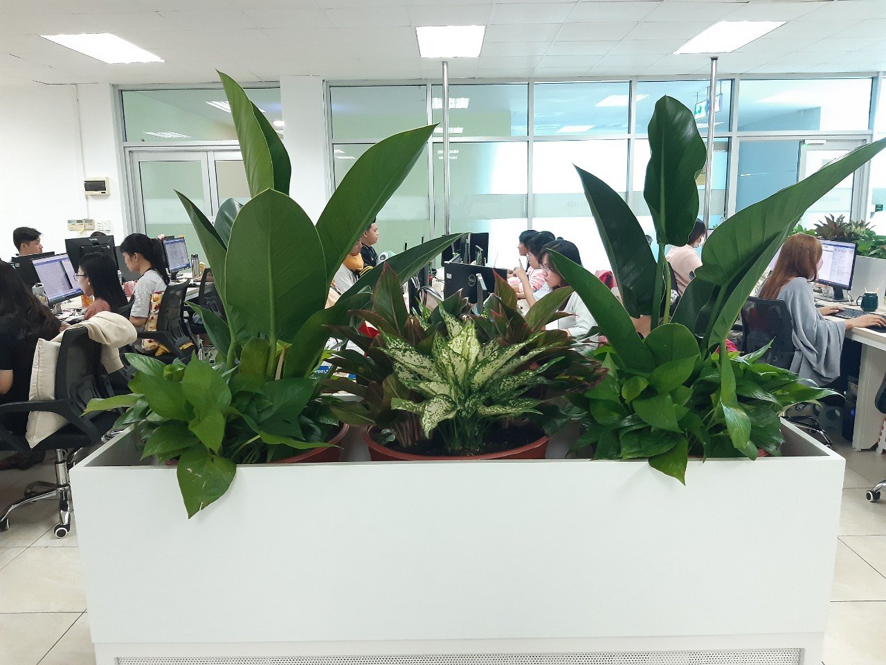 Dịch vụ cho thuê cây cảnh văn phòng tại Long An