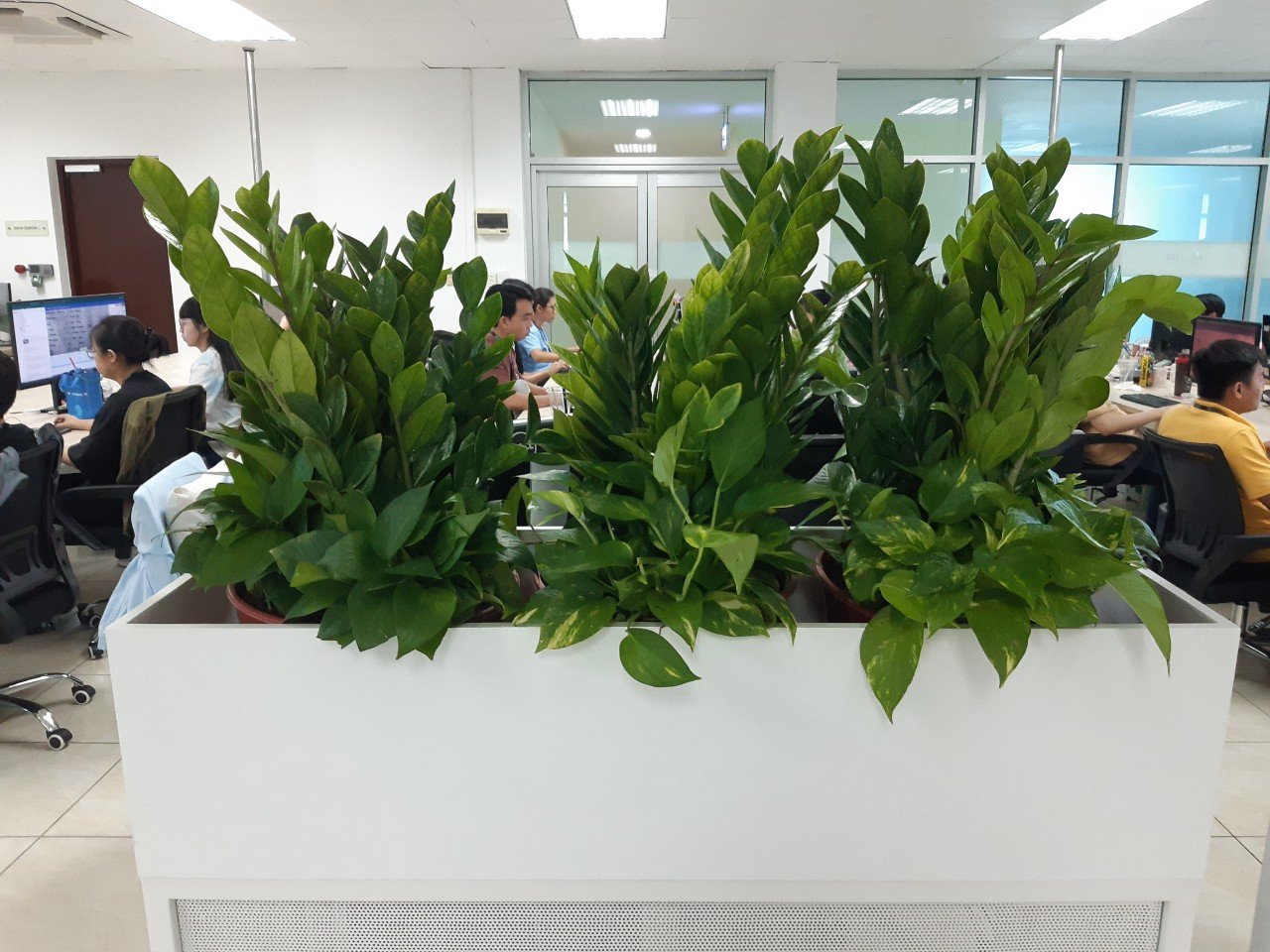 Lợi ích của cây cảnh văn phòng