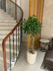 Dịch vụ cho thuê cây cảnh văn phòng tại Kiến Tường - Lộc Nguyên Xanh