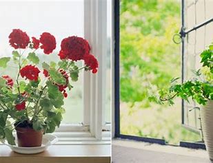 Dịch vụ cung cấp cây xanh tại Thủ Thừa